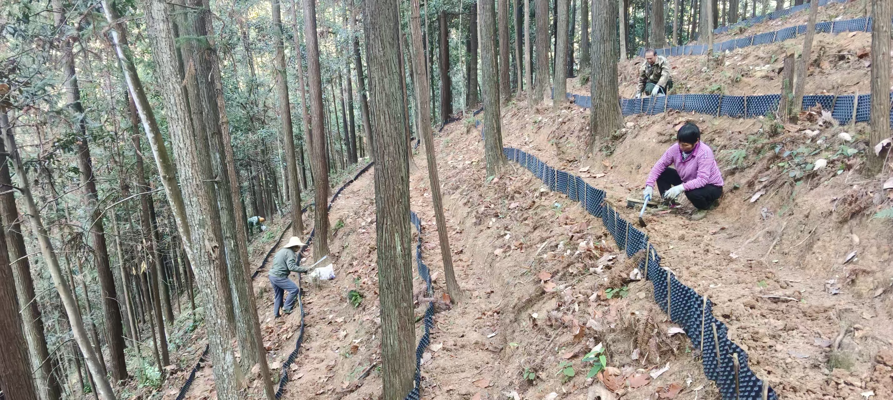 漠源琵琶丘基地黃精試種擴(kuò)容！金森探索林藥共生新路徑