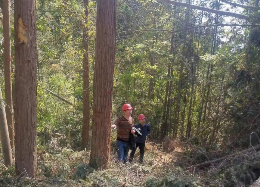 “兩節”前夕，“綠盾”行動——福建金森嚴格把關林木采伐施工